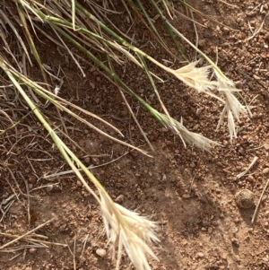 Rytidosperma racemosum var. racemosum at Hughes Garran Woodland - 16 Nov 2023 05:21 PM