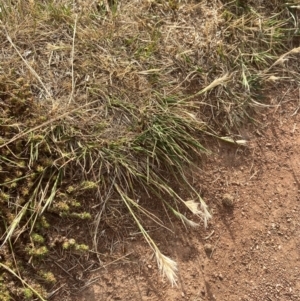 Rytidosperma racemosum var. racemosum at Hughes Garran Woodland - 16 Nov 2023 05:21 PM