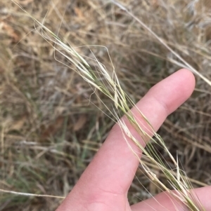 Austrostipa bigeniculata at Hughes Garran Woodland - 16 Nov 2023