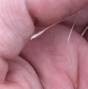 Austrostipa bigeniculata at Hughes Garran Woodland - 16 Nov 2023 05:15 PM