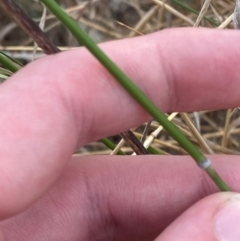 Austrostipa bigeniculata at Hughes Garran Woodland - 16 Nov 2023