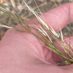 Austrostipa bigeniculata at Hughes Garran Woodland - 16 Nov 2023