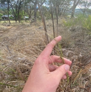 Austrostipa bigeniculata at Hughes Garran Woodland - 16 Nov 2023