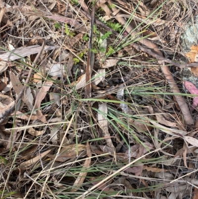 Lomandra bracteata (Small Matrush) at Red Hill to Yarralumla Creek - 16 Nov 2023 by Tapirlord