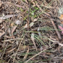 Lomandra bracteata (Small Matrush) at Garran, ACT - 16 Nov 2023 by Tapirlord