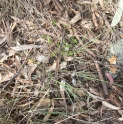 Lomandra bracteata at Red Hill to Yarralumla Creek - 16 Nov 2023