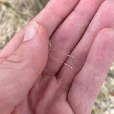 Austrostipa scabra (Corkscrew Grass, Slender Speargrass) at Red Hill to Yarralumla Creek - 16 Nov 2023 by Tapirlord