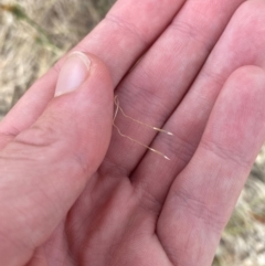 Austrostipa scabra (Corkscrew Grass, Slender Speargrass) at Garran, ACT - 16 Nov 2023 by Tapirlord