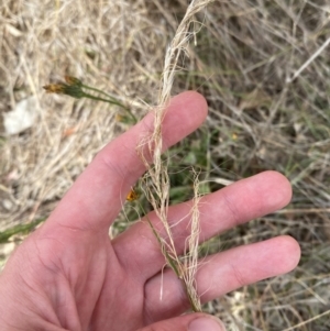 Austrostipa scabra at Hughes Garran Woodland - 16 Nov 2023 05:11 PM