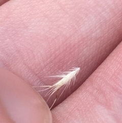 Rytidosperma caespitosum (Ringed Wallaby Grass) at Garran, ACT - 16 Nov 2023 by Tapirlord