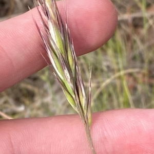 Rytidosperma caespitosum at Red Hill to Yarralumla Creek - 16 Nov 2023 05:11 PM