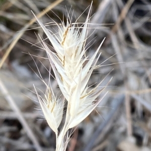 Rytidosperma caespitosum at Red Hill to Yarralumla Creek - 16 Nov 2023 05:11 PM