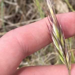 Rytidosperma caespitosum at Red Hill to Yarralumla Creek - 16 Nov 2023 05:11 PM