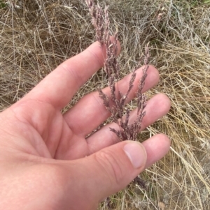 Poa sieberiana var. sieberiana at Red Hill to Yarralumla Creek - 16 Nov 2023 05:09 PM