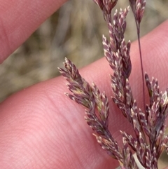 Poa sieberiana var. sieberiana at Red Hill to Yarralumla Creek - 16 Nov 2023