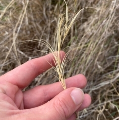 Anthosachne scabra (Common Wheat-grass) at Garran, ACT - 16 Nov 2023 by Tapirlord