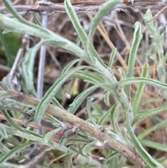 Vittadinia gracilis (New Holland Daisy) at Garran, ACT - 16 Nov 2023 by Tapirlord