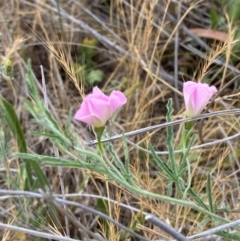 Convolvulus angustissimus subsp. angustissimus (Australian Bindweed) at Garran, ACT - 16 Nov 2023 by Tapirlord