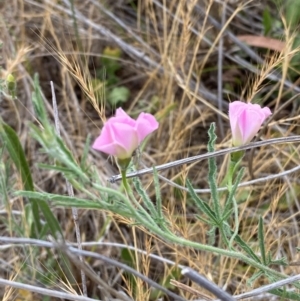 Convolvulus angustissimus subsp. angustissimus at Hughes Garran Woodland - 16 Nov 2023 05:08 PM