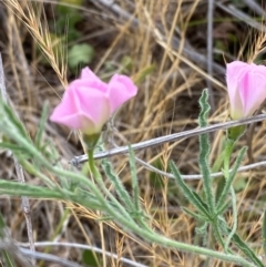 Convolvulus angustissimus subsp. angustissimus at Hughes Garran Woodland - 16 Nov 2023 05:08 PM