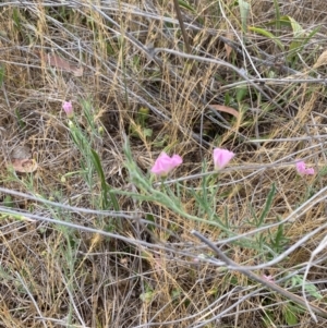 Convolvulus angustissimus subsp. angustissimus at Hughes Garran Woodland - 16 Nov 2023 05:08 PM