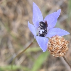 Wahlenbergia capillaris (Tufted Bluebell) at Hughes Garran Woodland - 16 Nov 2023 by Tapirlord