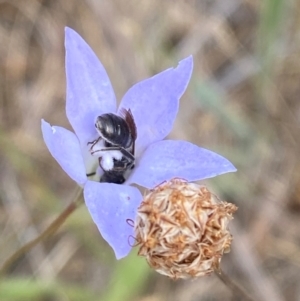 Wahlenbergia capillaris at Hughes Garran Woodland - 16 Nov 2023