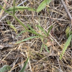 Wahlenbergia capillaris at Hughes Garran Woodland - 16 Nov 2023 05:08 PM