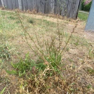 Rumex brownii (Slender Dock) at Red Hill to Yarralumla Creek - 16 Nov 2023 by Tapirlord