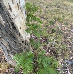 Pistacia chinensis at Red Hill to Yarralumla Creek - 12 Nov 2023 06:52 PM