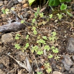 Oxalis thompsoniae at Garran, ACT - 10 Nov 2023 02:33 PM