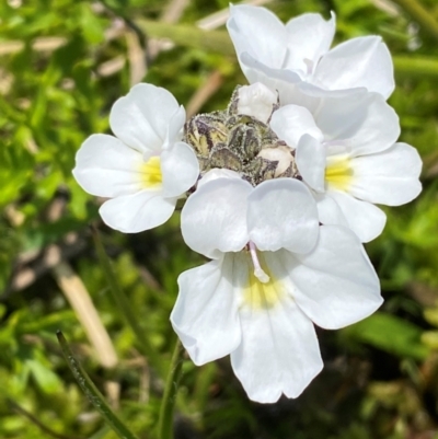 Euphrasia collina subsp. glacialis (Snow Eyebright) at Geehi, NSW - 12 Dec 2023 by SteveBorkowskis