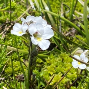 Euphrasia collina subsp. glacialis at Kosciuszko National Park - 12 Dec 2023 01:22 PM