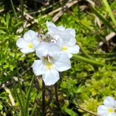 Euphrasia collina subsp. glacialis at Kosciuszko National Park - 12 Dec 2023 01:22 PM