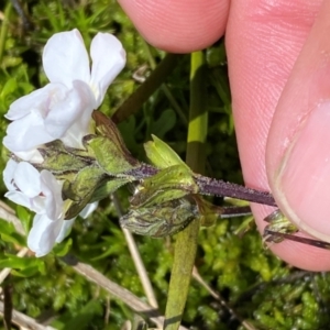 Euphrasia collina subsp. glacialis at Kosciuszko National Park - 12 Dec 2023 01:22 PM