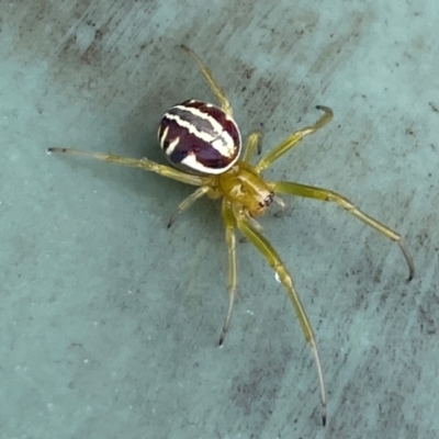 Deliochus pulcher (Beautiful Deliochus spider) at Molonglo River Reserve - 20 Dec 2023 by SteveBorkowskis