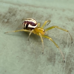 Deliochus pulcher at Molonglo River Reserve - 20 Dec 2023