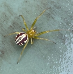 Deliochus pulcher at Molonglo River Reserve - 20 Dec 2023