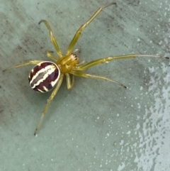 Deliochus pulcher at Molonglo River Reserve - 20 Dec 2023