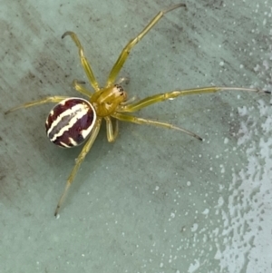 Deliochus pulcher at Molonglo River Reserve - 20 Dec 2023