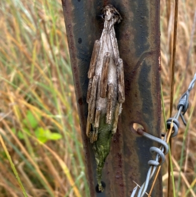 Metura elongatus (Saunders' case moth) at Molonglo Valley, ACT - 20 Dec 2023 by SteveBorkowskis