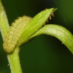 Leptotes (Genus) at suppressed - suppressed