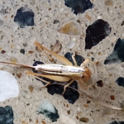 Conocephalus upoluensis (Meadow Katydid) at Gundaroo, NSW - 9 Dec 2023 by Gunyijan