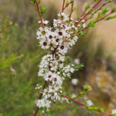 Kunzea ericoides (Burgan) at QPRC LGA - 20 Dec 2023 by Csteele4