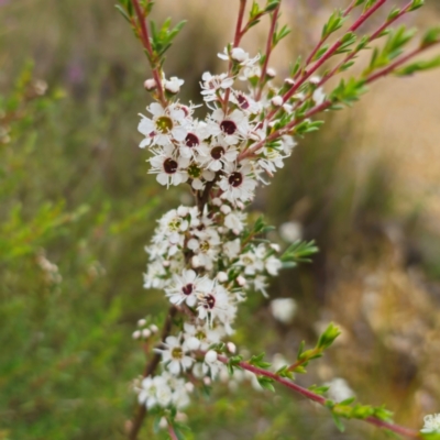 Kunzea ericoides (Burgan) at Captains Flat, NSW - 20 Dec 2023 by Csteele4