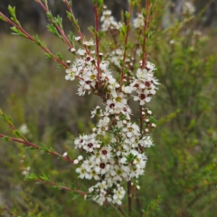Kunzea ericoides at QPRC LGA - 20 Dec 2023 05:51 PM