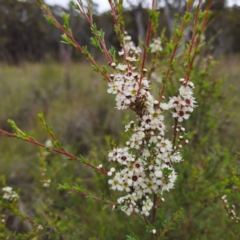 Kunzea ericoides at QPRC LGA - 20 Dec 2023 05:51 PM