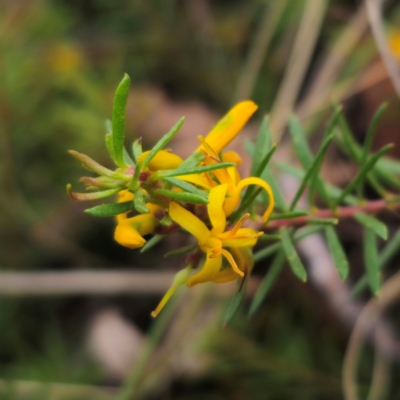 Persoonia chamaepeuce (Dwarf Geebung) at Captains Flat, NSW - 20 Dec 2023 by Csteele4