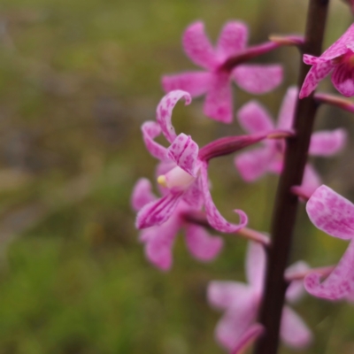 Dipodium roseum (Rosy Hyacinth Orchid) at Captains Flat, NSW - 20 Dec 2023 by Csteele4
