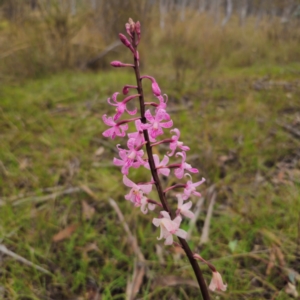 Dipodium roseum at QPRC LGA - 20 Dec 2023